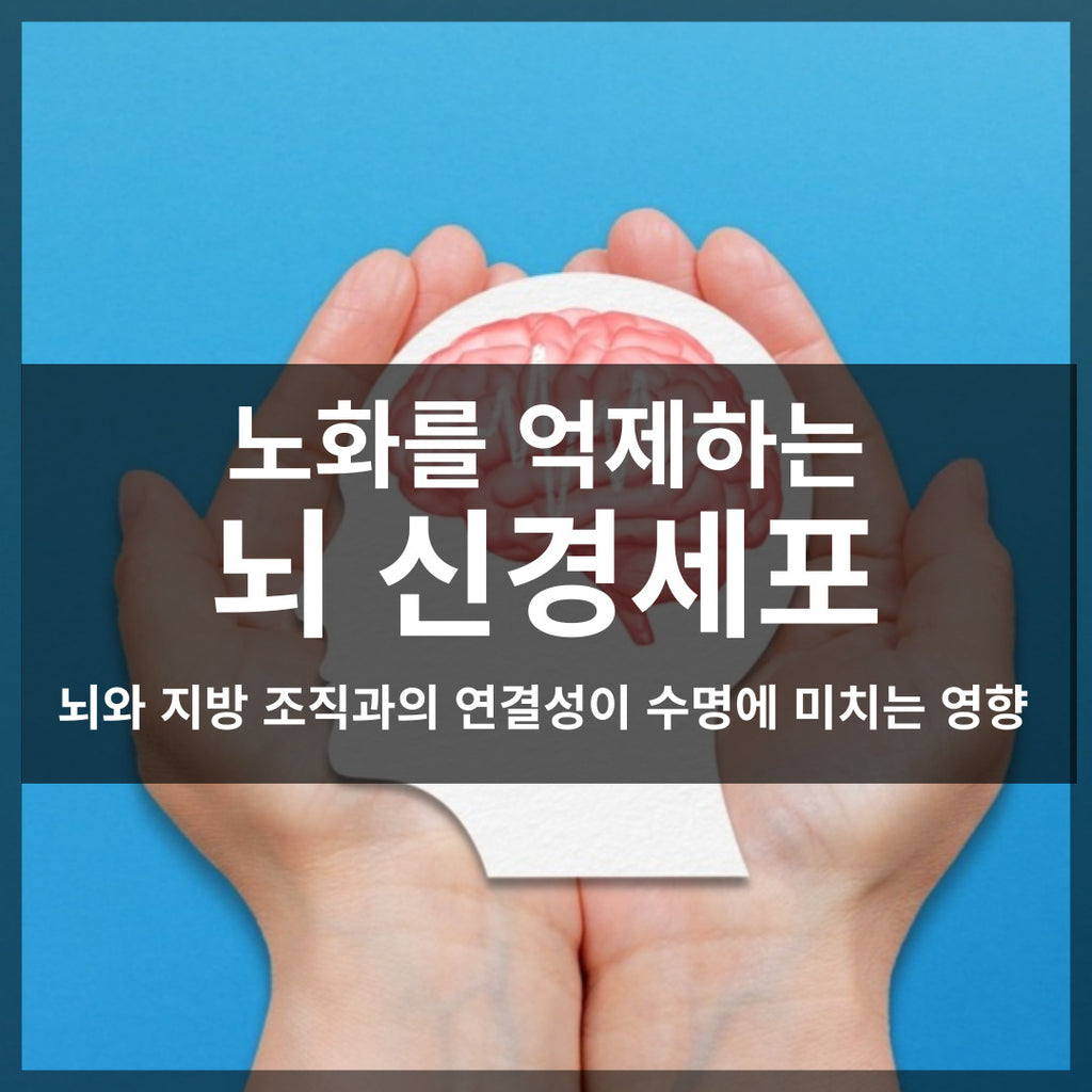 노화를 억제하는 뇌 신경세포가 있다!