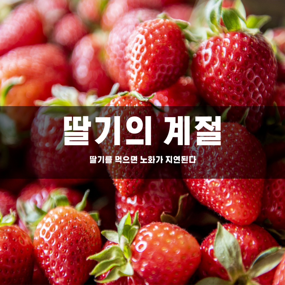 딸기의 계절, 딸기를 먹으면 노화를 늦출 수 있다!