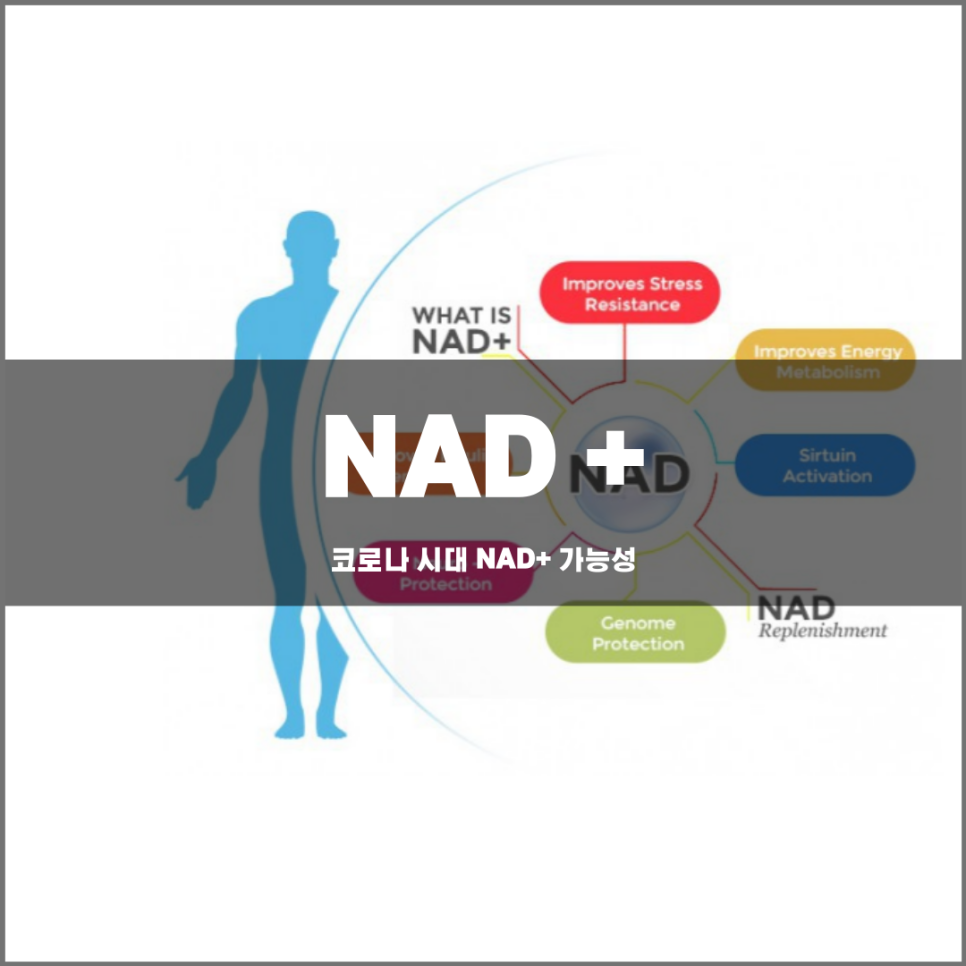 코로나 시대 NAD + 의 가능성