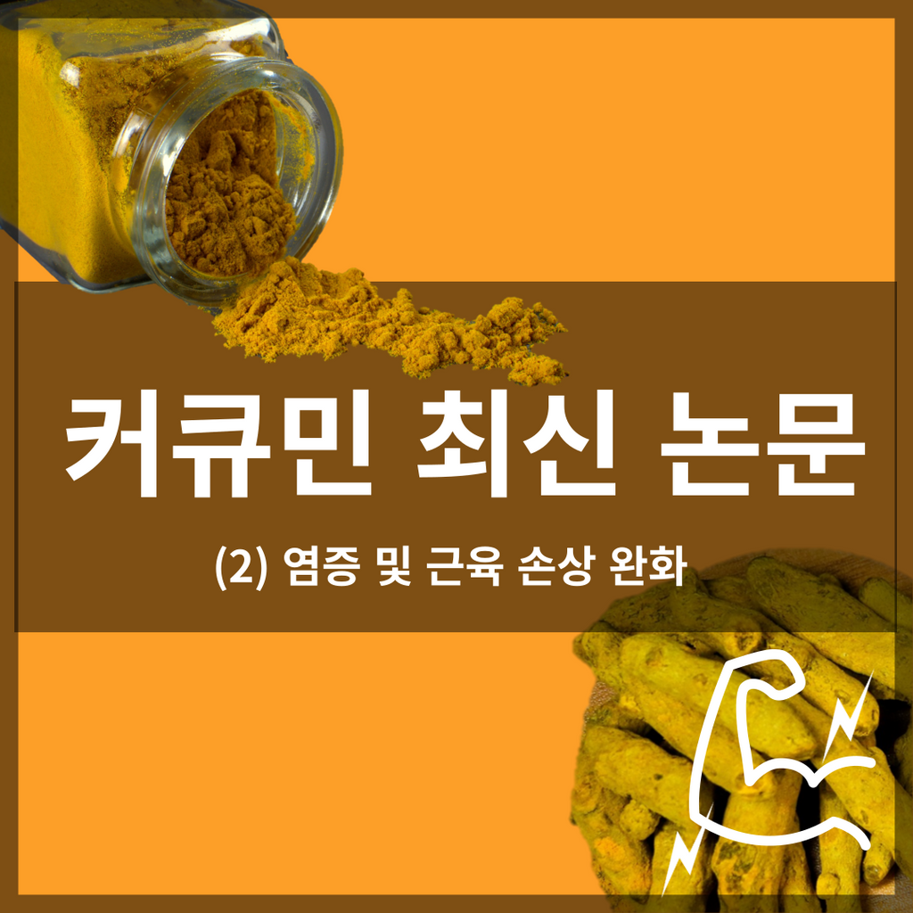 커큐민 최신 논문 2: 염증 및 근육 손상 완화