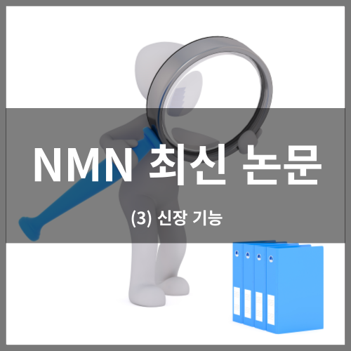 NMN 최신 논문 (3) 신장 기능